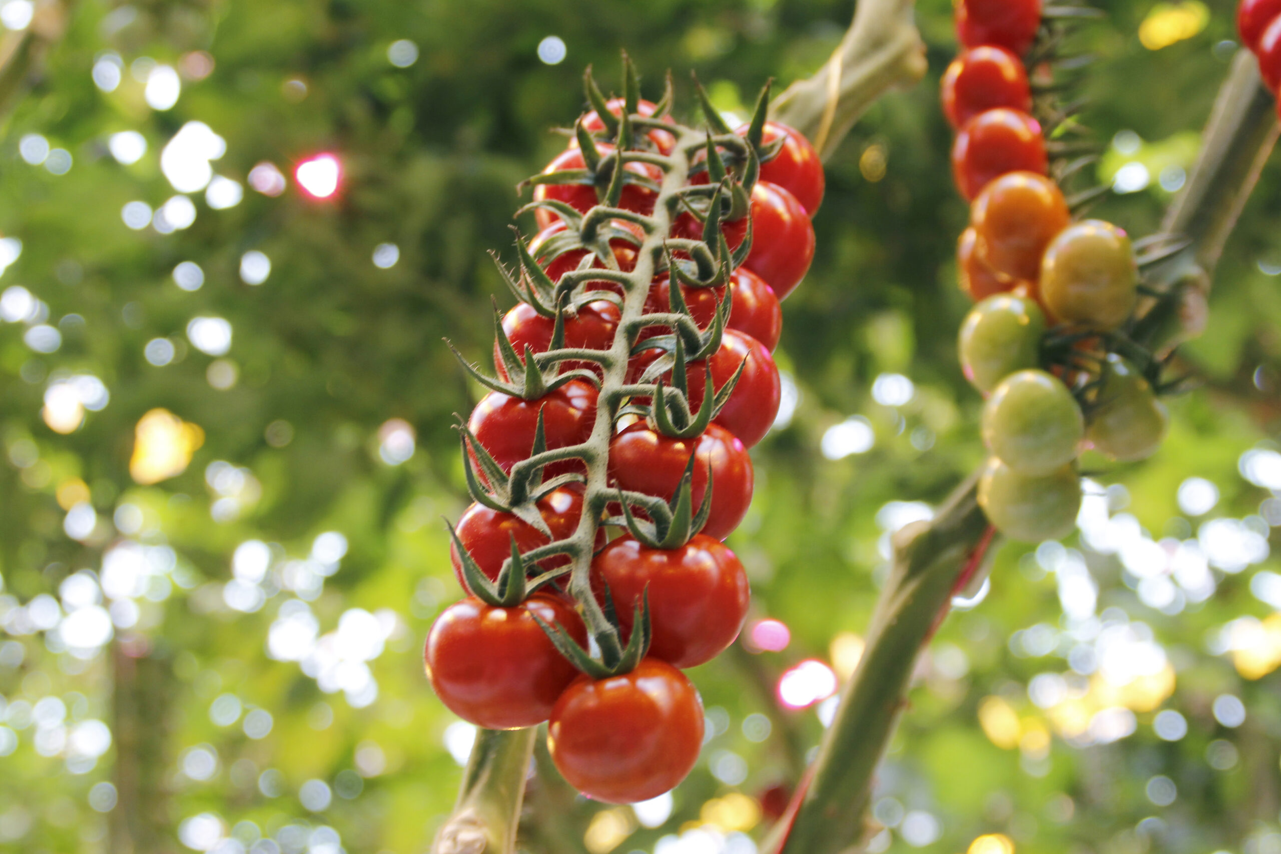 xarissa2
